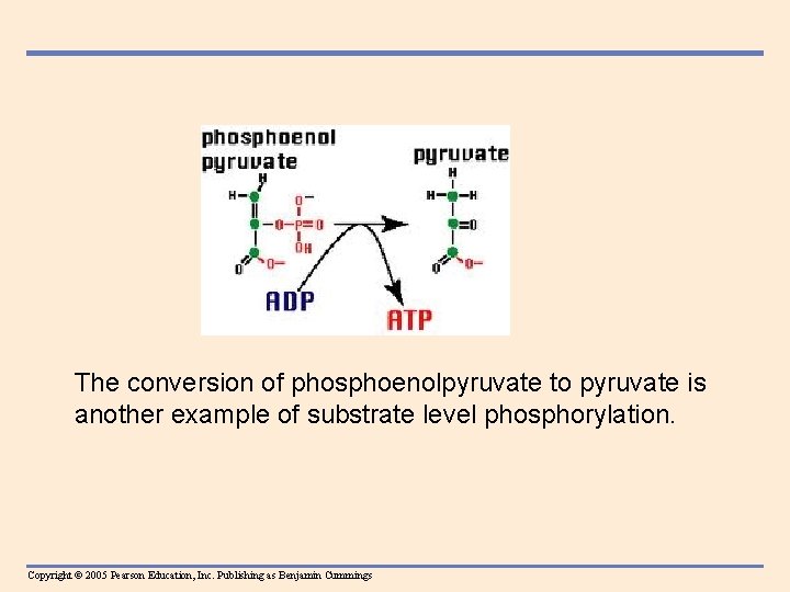 The conversion of phosphoenolpyruvate to pyruvate is another example of substrate level phosphorylation. Copyright