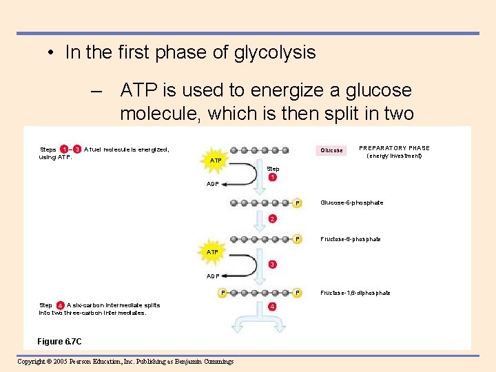  • In the first phase of glycolysis – ATP is used to energize