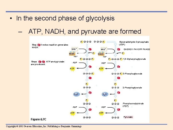  • In the second phase of glycolysis – ATP, NADH, and pyruvate are