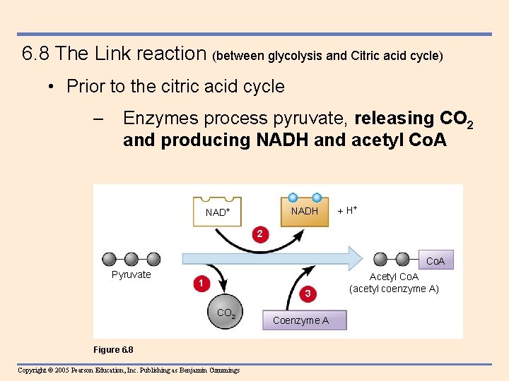 6. 8 The Link reaction (between glycolysis and Citric acid cycle) • Prior to