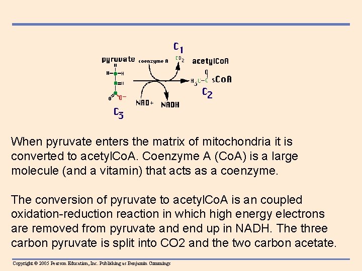 When pyruvate enters the matrix of mitochondria it is converted to acetyl. Co. A.