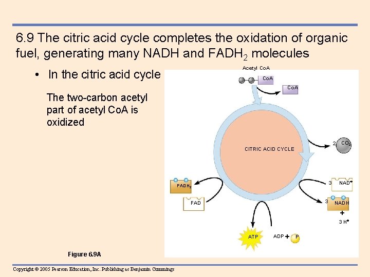 6. 9 The citric acid cycle completes the oxidation of organic fuel, generating many