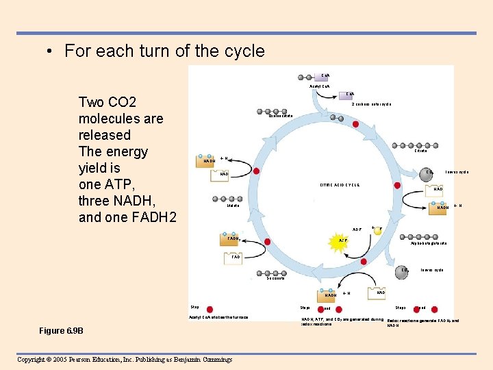  • For each turn of the cycle Co. A Acetyl Co. A Two