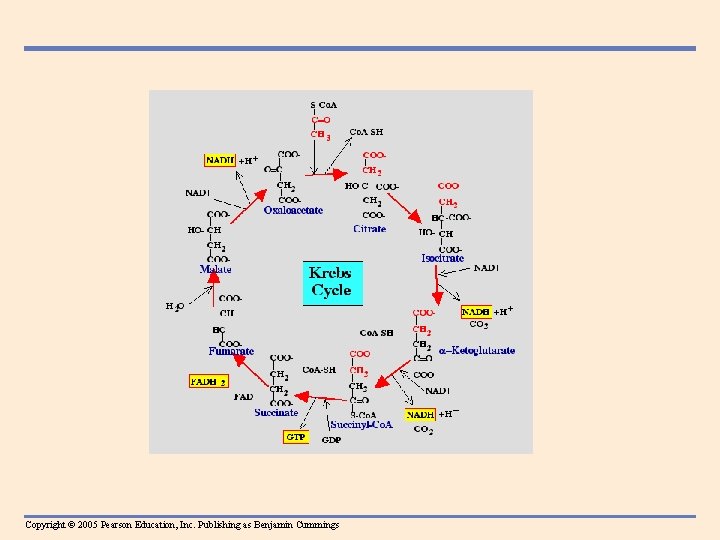 Copyright © 2005 Pearson Education, Inc. Publishing as Benjamin Cummings 