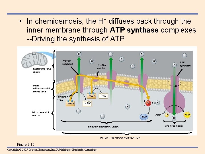  • In chemiosmosis, the H+ diffuses back through the inner membrane through ATP