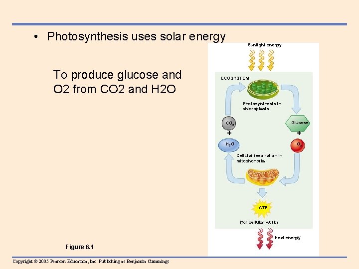  • Photosynthesis uses solar energy To produce glucose and O 2 from CO