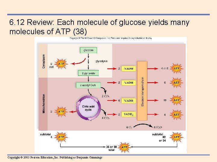 6. 12 Review: Each molecule of glucose yields many molecules of ATP (38) Figure