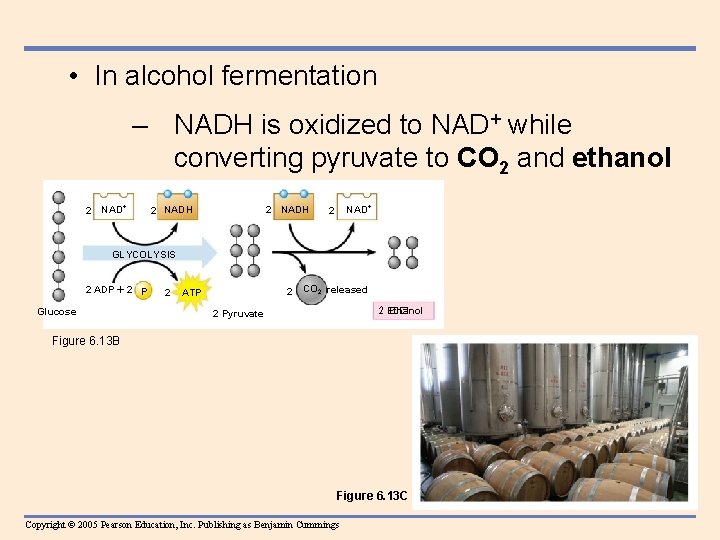  • In alcohol fermentation – NADH is oxidized to NAD+ while converting pyruvate