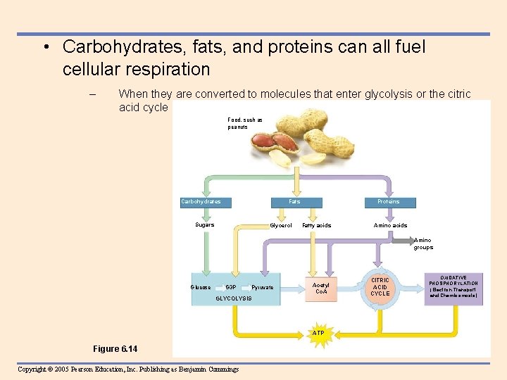  • Carbohydrates, fats, and proteins can all fuel cellular respiration – When they