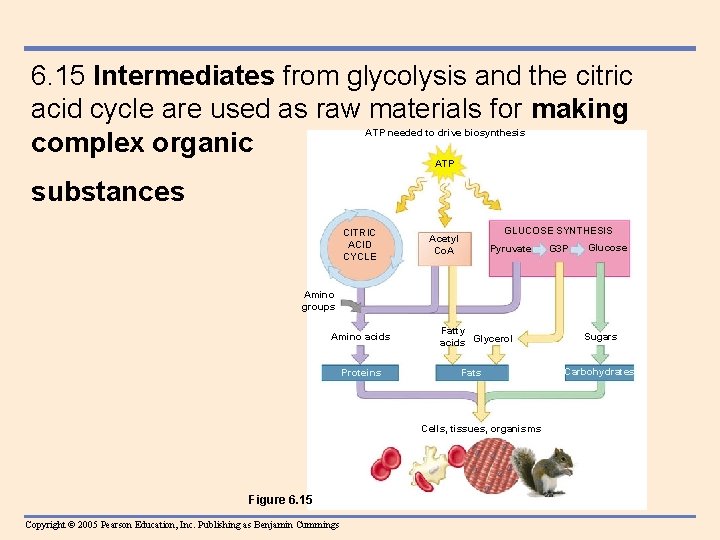 6. 15 Intermediates from glycolysis and the citric acid cycle are used as raw