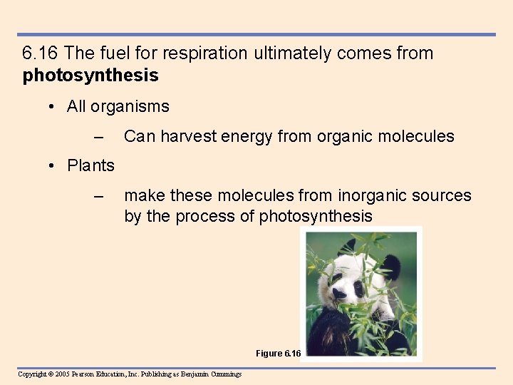 6. 16 The fuel for respiration ultimately comes from photosynthesis • All organisms –