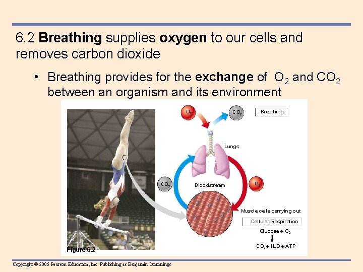 6. 2 Breathing supplies oxygen to our cells and removes carbon dioxide • Breathing