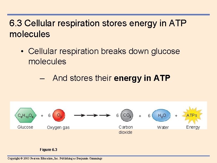 6. 3 Cellular respiration stores energy in ATP molecules • Cellular respiration breaks down