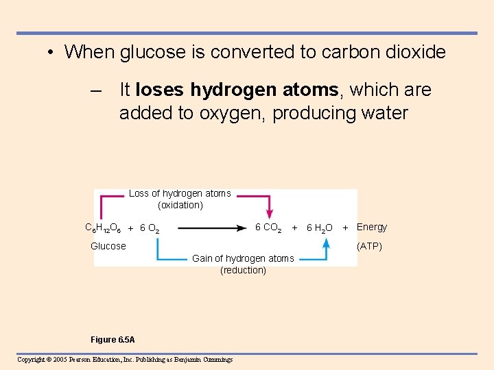  • When glucose is converted to carbon dioxide – It loses hydrogen atoms,