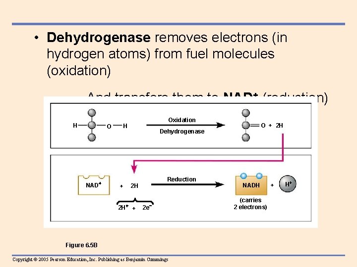  • Dehydrogenase removes electrons (in hydrogen atoms) from fuel molecules (oxidation) – And