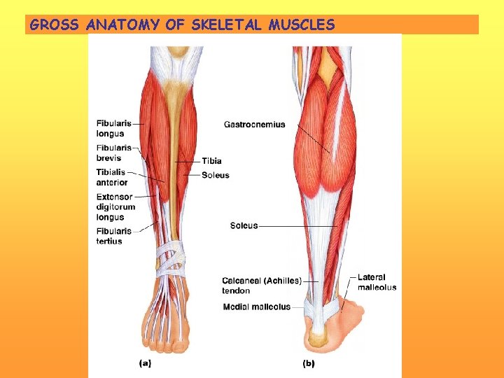 Unit 5 Muscular System Muscle Types Cardiac Muscle