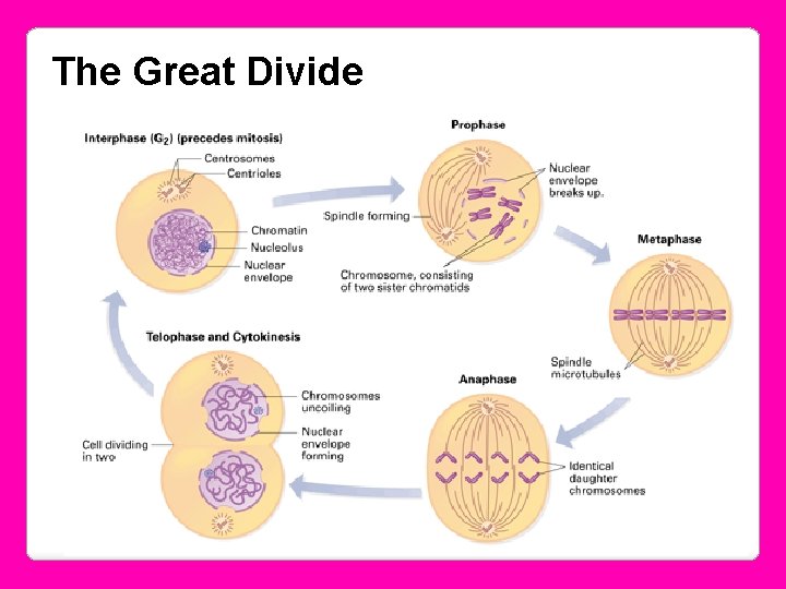 Structure and Function of Cells The Great Divide