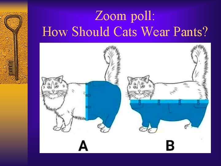 Zoom poll: How Should Cats Wear Pants? 