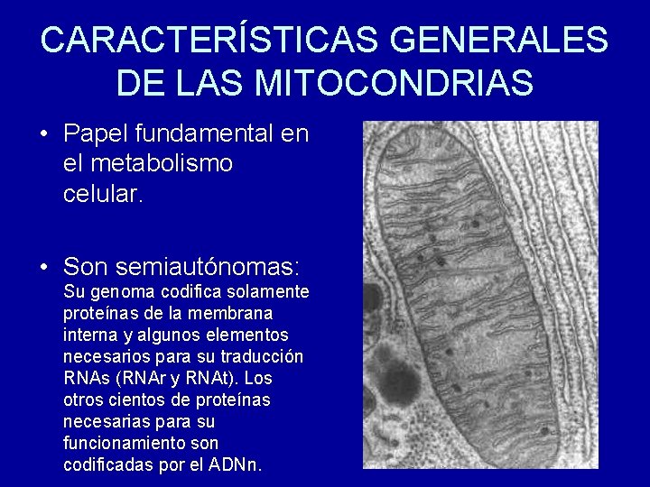 CARACTERÍSTICAS GENERALES DE LAS MITOCONDRIAS • Papel fundamental en el metabolismo celular. • Son