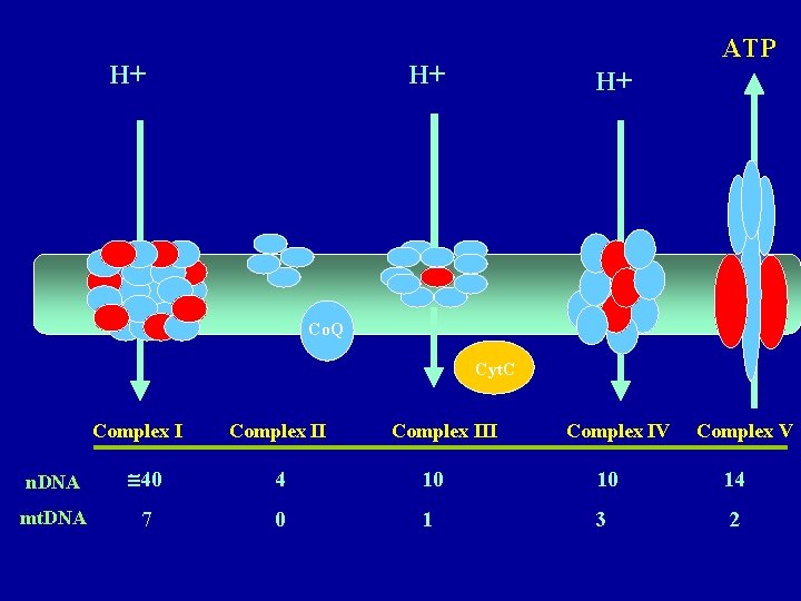 H+ ATP H+ H+ Co. Q Cyt. C Complex III Complex IV Complex V