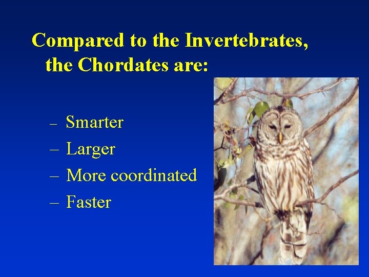 Compared to the Invertebrates, the Chordates are: Smarter – Larger – More coordinated –
