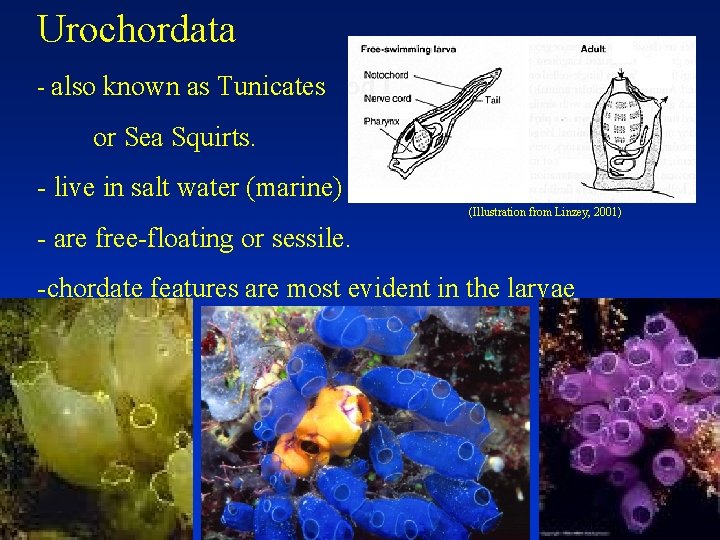 Urochordata - also known as Tunicates or Sea Squirts. - live in salt water