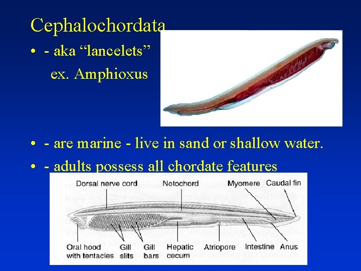 Cephalochordata • - aka “lancelets” ex. Amphioxus • - are marine - live in
