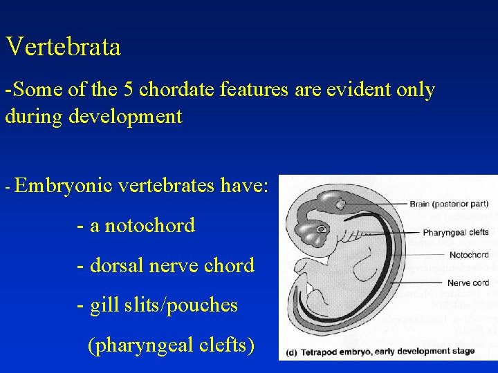 Vertebrata -Some of the 5 chordate features are evident only during development - Embryonic