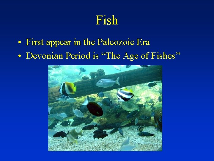 Fish • First appear in the Paleozoic Era • Devonian Period is “The Age