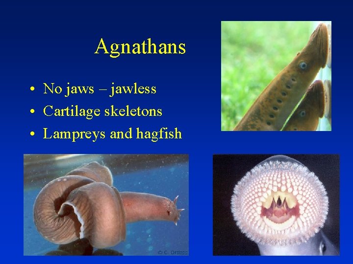 Agnathans • No jaws – jawless • Cartilage skeletons • Lampreys and hagfish 