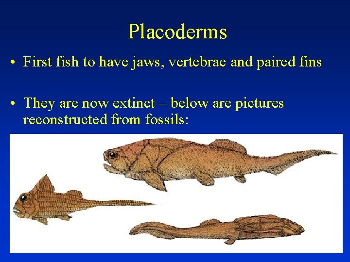 Placoderms • First fish to have jaws, vertebrae and paired fins • They are