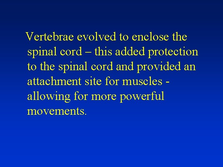 Vertebrae evolved to enclose the spinal cord – this added protection to the spinal