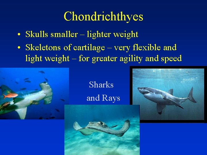 Chondrichthyes • Skulls smaller – lighter weight • Skeletons of cartilage – very flexible