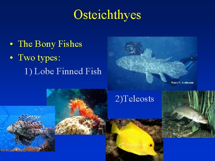 Osteichthyes • The Bony Fishes • Two types: 1) Lobe Finned Fish 2)Teleosts 