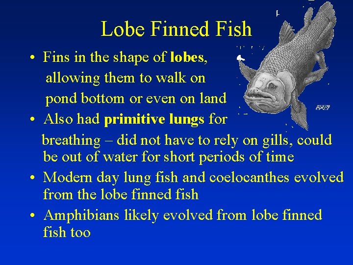 Lobe Finned Fish • Fins in the shape of lobes, allowing them to walk