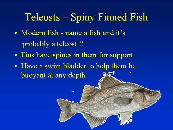 Teleosts – Spiny Finned Fish • Modern fish - name a fish and it’s