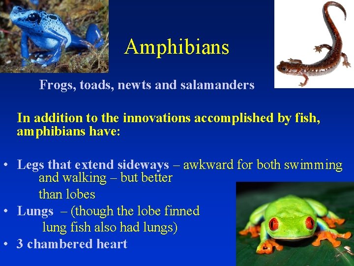 Amphibians Frogs, toads, newts and salamanders In addition to the innovations accomplished by fish,