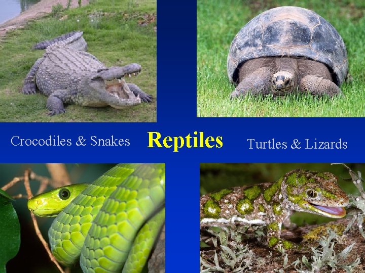 Crocodiles & Snakes Reptiles Turtles & Lizards 