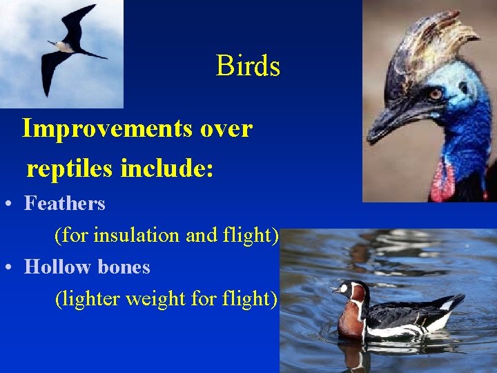 Birds Improvements over reptiles include: • Feathers (for insulation and flight) • Hollow bones