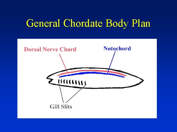 General Chordate Body Plan 