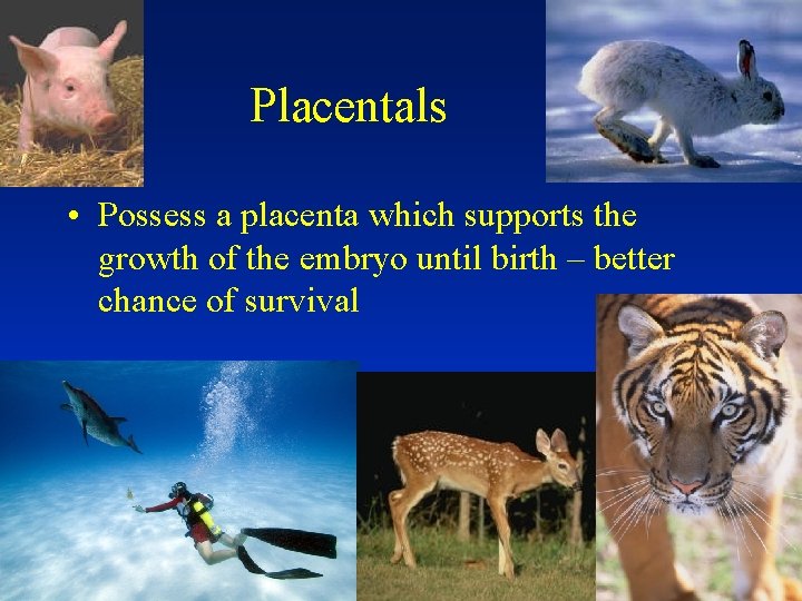 Placentals • Possess a placenta which supports the growth of the embryo until birth