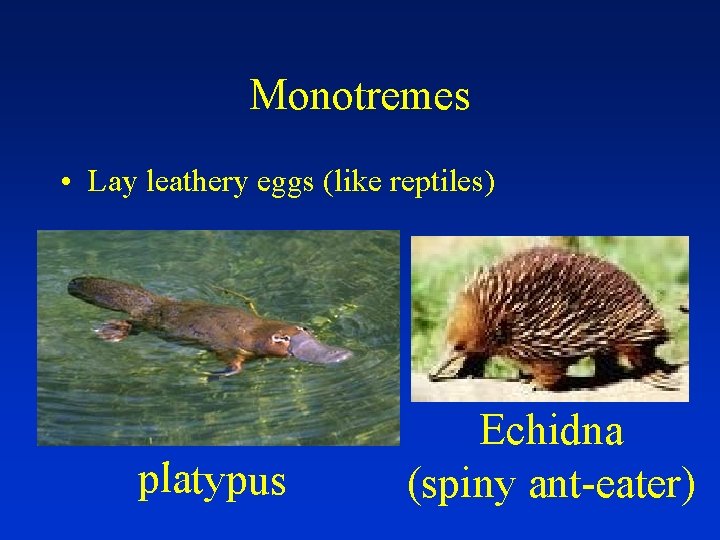 Monotremes • Lay leathery eggs (like reptiles) platypus Echidna (spiny ant-eater) 