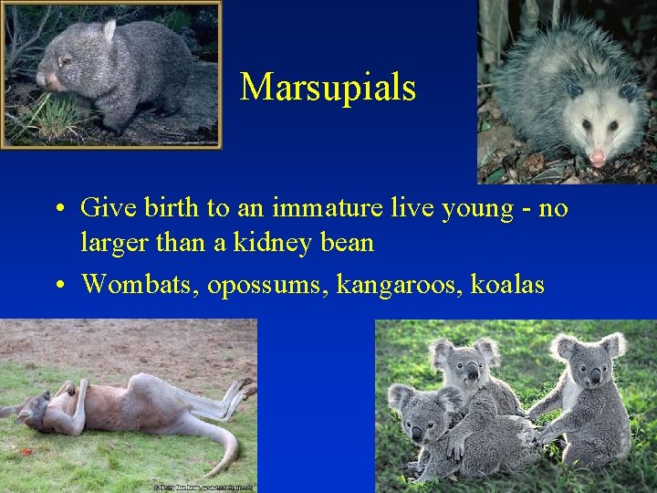 Marsupials • Give birth to an immature live young - no larger than a
