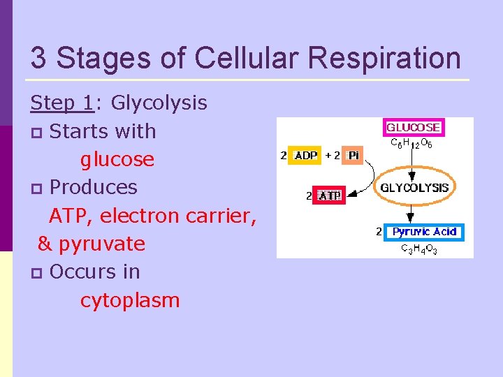 3 Stages of Cellular Respiration Step 1: Glycolysis p Starts with glucose p Produces