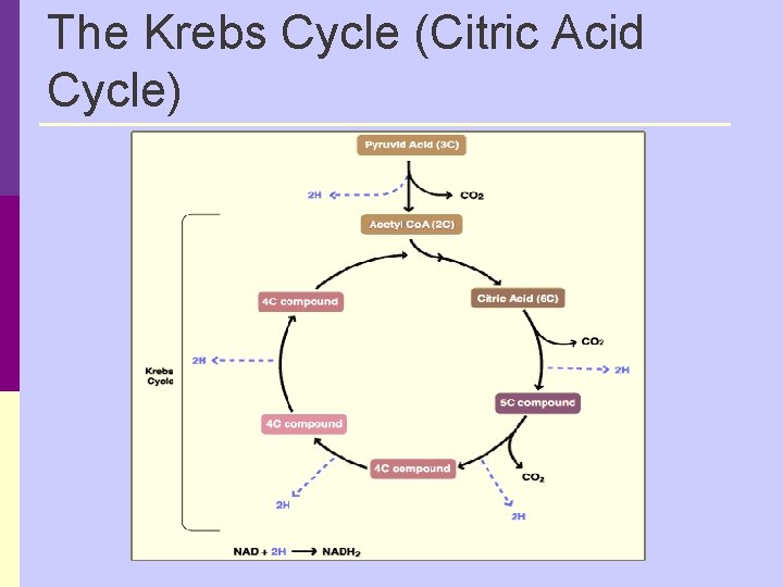 The Krebs Cycle (Citric Acid Cycle) 