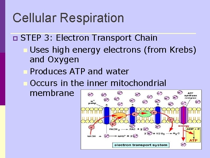Cellular Respiration p STEP 3: Electron Transport Chain n Uses high energy electrons (from Cellular Respiration p STEP 3: Electron Transport Chain n Uses high energy electrons (from