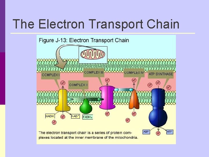 The Electron Transport Chain 