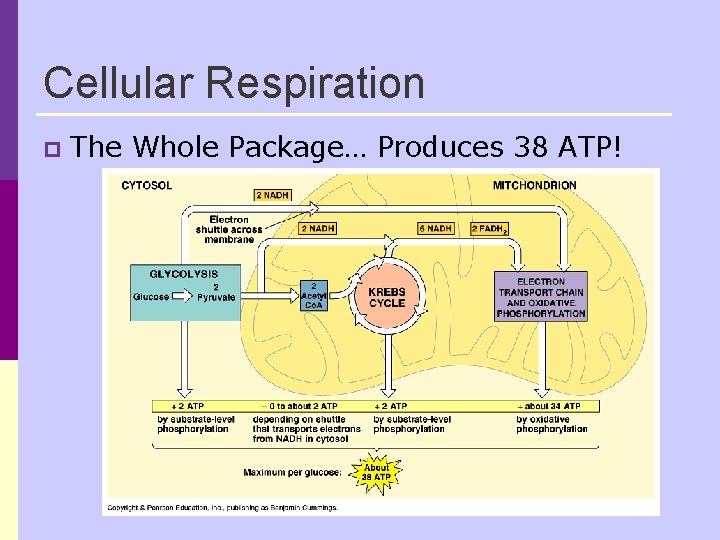 Cellular Respiration p The Whole Package… Produces 38 ATP! Cellular Respiration p The Whole Package… Produces 38 ATP!