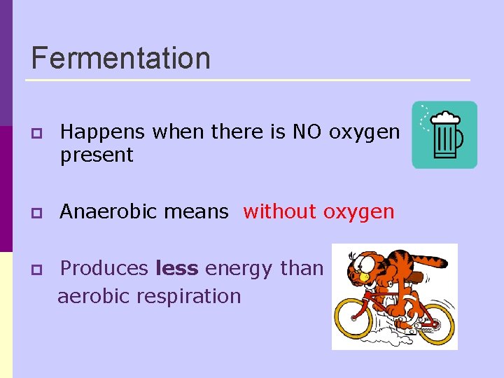 Fermentation p Happens when there is NO oxygen present p Anaerobic means without oxygen