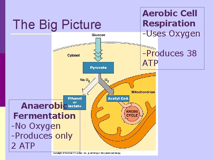 The Big Picture Aerobic Cell Respiration -Uses Oxygen -Produces 38 ATP Anaerobic Fermentation -No